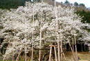 根尾淡墨桜